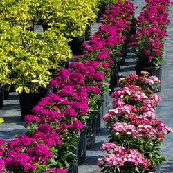 Sanford Gardens