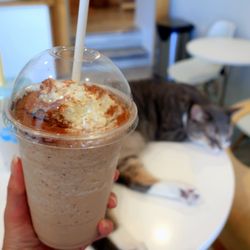 Cat Cafe on Whyte