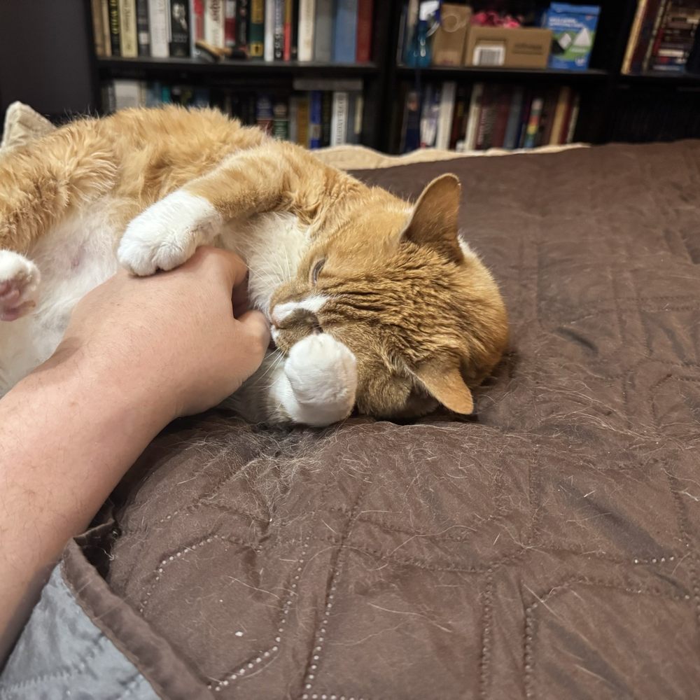 Feline Fabulous - Albert post grooming - Pet Sitting Near Me - Charlotte, North Carolina Feline Fabulous - Albert post grooming - Pet Sitting Near Me - Charlotte, North Carolina