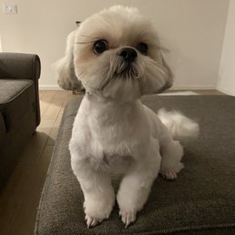 Rocky the Shih Tzu Rocky the Shih Tzu