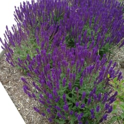 Fountain Square Park - Sensory Garden