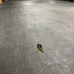 Dog poop in garage, dog poop everywhere around here Dog poop in garage, dog poop everywhere around here