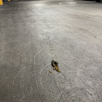 The Vive Collection by Greystar - Dog poop in garage, dog poop everywhere around here - Apartments Near Me - San Diego, California The Vive Collection by Greystar - Dog poop in garage, dog poop everywhere around here - Apartments Near Me - San Diego, California