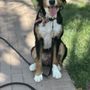 Photo of Bark & Roll Dog Training