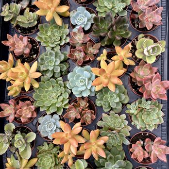 Sincerely Succulents - Nurseries & Gardening Near Me - Tice, Florida Sincerely Succulents - Nurseries & Gardening Near Me - Tice, Florida