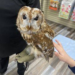 Bird Watcher Supply Company