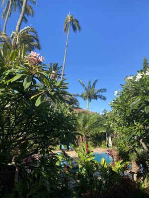 The Mauian Hotel by null