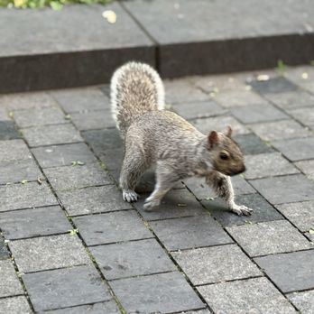 Square Dorchester - Also known as squirrel park - Parks Near Me Square Dorchester - Also known as squirrel park - Parks Near Me