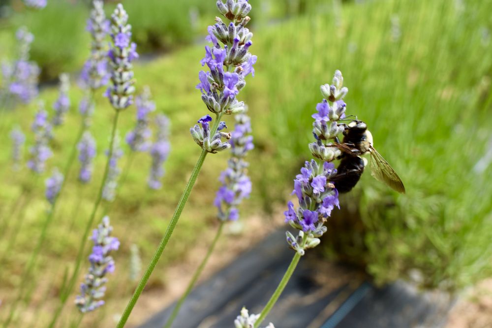 Frogholler Lavender Farm Logo