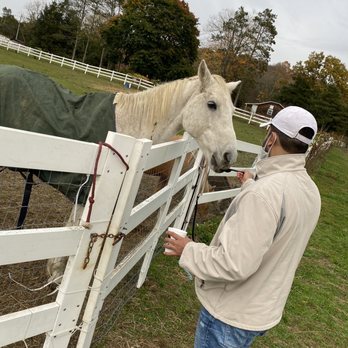 Brookhollow's Barnyard - Feeding horse carrots with shovel. - Pumpkin Patches Near Me - Boonton, New Jersey