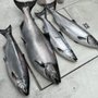 Photo of High Life Charters