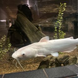 Natchitoches National Fish Hatchery