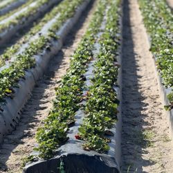 Berry Barn - fresh strawberries
