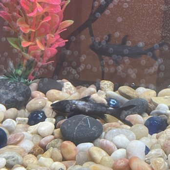LiveAquaria - Just put him in the tank once arrived! Fish was sent to me like this... - Pet Stores Near Me - Rhinelander, Wisconsin LiveAquaria - Just put him in the tank once arrived! Fish was sent to me like this... - Pet Stores Near Me - Rhinelander, Wisconsin