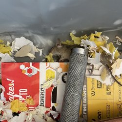 Able Storage - Moreno Valley - I had to kill mice that made a nest in my belongings