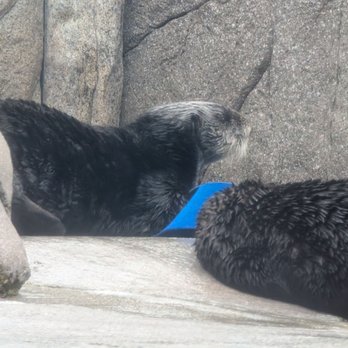 Monterey Bay Aquarium - Otter exhibit!! - Aquariums Near Me - Monterey, California Monterey Bay Aquarium - Otter exhibit!! - Aquariums Near Me - Monterey, California