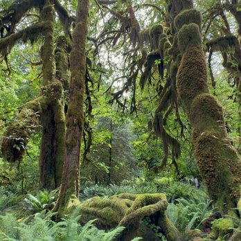 Hoh Rainforest - Rees's Roots - Hall Of Mosses Trail - Hoh Rain Forest - Olympic National Park Washington - Hiking Near Me - Forks, Washington