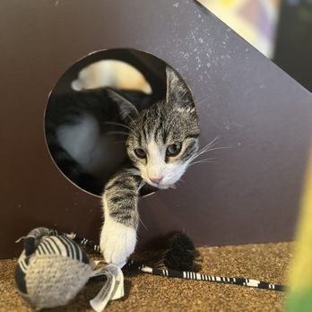 The Cat Cafe - Kitty - Coffee & Tea Near Me - San Diego, California The Cat Cafe - Kitty - Coffee & Tea Near Me - San Diego, California
