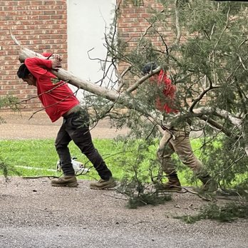 Sky Tree Service - Tree Services Near Me Sky Tree Service - Tree Services Near Me