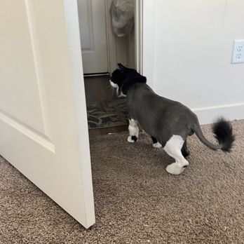Kate's Cat House - Shaved cat - Pet Groomers Near Me Kate's Cat House - Shaved cat - Pet Groomers Near Me