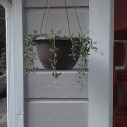 Plant Works - These are my banana shape plant (succulents )