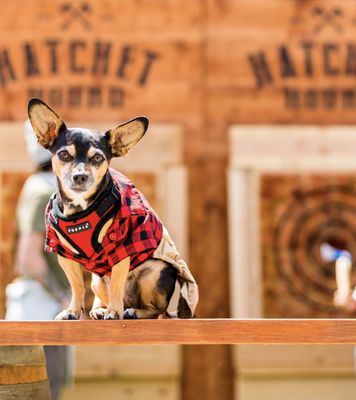 Hatchet Hound by null