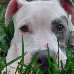 Lucky 13 Rescue - Taking a rest in my new yard