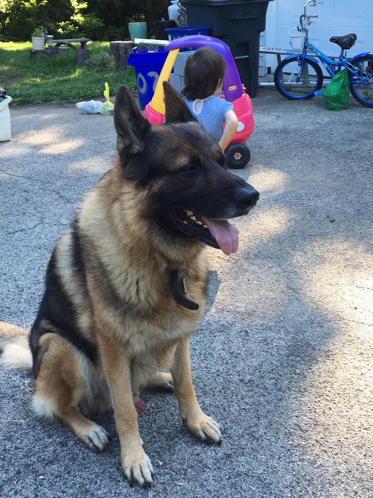 VIXEN HALL KENNELS Updated October 2024 925 Saginaw Rd, Oxford