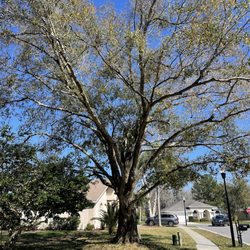 O'Neils Tree Service - This oak needed quite a few dead branches cleaned out. Also gave more light to the ligustrum below.