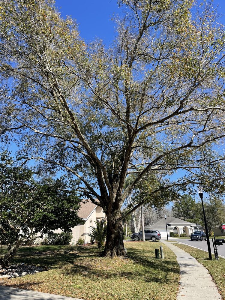 O'Neils Tree Service - tree service in Palm Harbor, FL