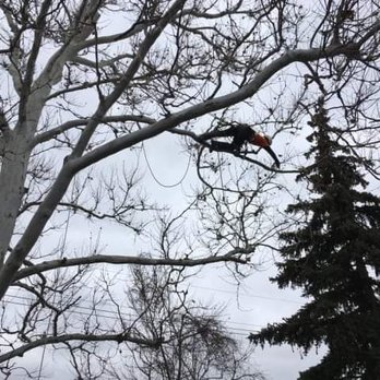Goodwin's Trees - Tree Services Near Me