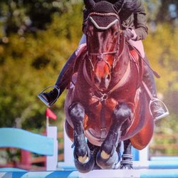Phoenix Equestrian Center - Derringer!! Beautiful boy!!