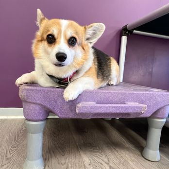 Greenleaf Pet Resort - Pet Sitting Near Me - Millstone, New Jersey