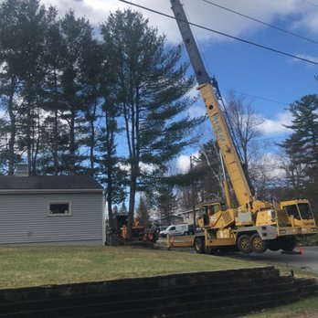 Advanced Tree Service - a tree being lifted by a crane - Tree Services Near Me