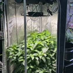 Atlantis Hydroponics - AC Infinity 2 x 2 Kit with pepper plant in AutoPot