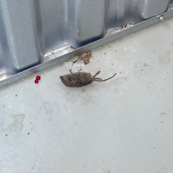 Extra Space Storage - Dead mouse in my unit, yet they DOUBLED my rent! Do not spend your money here! No ethics whatsoever!! - Self Storage Near Me - Cicero, Illinois