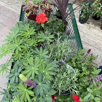 McAuliffe's Valley Nursery - Our purchases for the day: Lupine, lavender, salvia, geraniums, petunias, sweet potato vine and a few other plant delights - Nurseries & Gardening Near Me - Snohomish, Washington McAuliffe's Valley Nursery - Our purchases for the day: Lupine, lavender, salvia, geraniums, petunias, sweet potato vine and a few other plant delights - Nurseries & Gardening Near Me - Snohomish, Washington