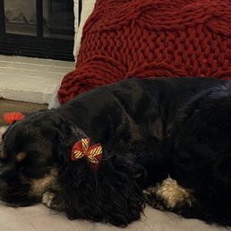 Cocker cut with Christmas ribbons