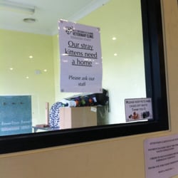 St Albans Veterinary Clinic - Kitten adoptions