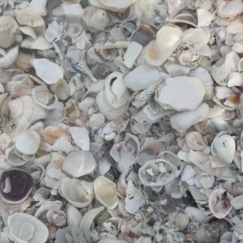 South Lido County Park - Shells - Parks Near Me - Sarasota, Florida South Lido County Park - Shells - Parks Near Me - Sarasota, Florida