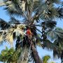 Photo of Jireh Tree Care