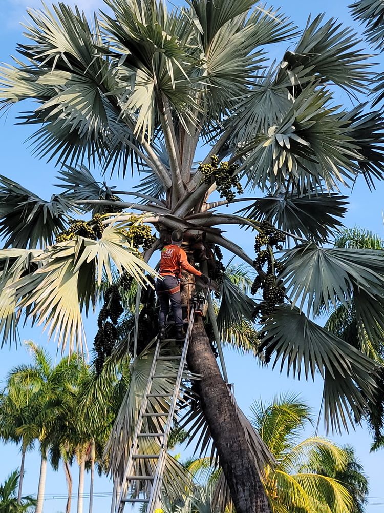 Jireh Tree Care - tree service in Pembroke Pines, FL