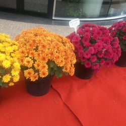 Monceau Fleurs