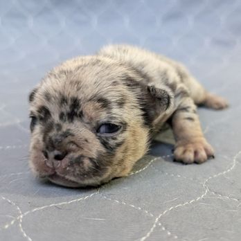 Short Leg Frenchies - Available French Bulldog puppy, merle girl - Pet Breeders Near Me Short Leg Frenchies - Available French Bulldog puppy, merle girl - Pet Breeders Near Me