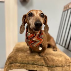 Doggie Styles - Wash your wiener