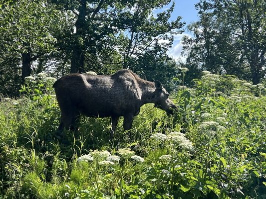 Alaska Pablo's Bicycle Rentals& Tours by null