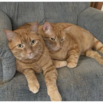 Urgent Pet Care West - pixie & dixie ( rare twins ) dixie dead pixie heartbroken - Veterinarians Near Me - Omaha, Nebraska Urgent Pet Care West - pixie & dixie ( rare twins ) dixie dead pixie heartbroken - Veterinarians Near Me - Omaha, Nebraska