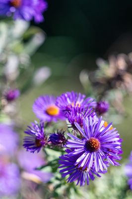 Coastal Maine Botanical Gardens by null