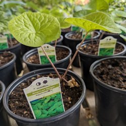 Weeks Nursery & Greenhouses - 'Asarum canadense', wild ginger. It should be perfect for my garden.
