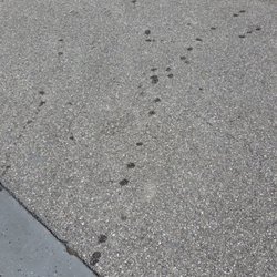 Rapid Auto Care - Oil leak